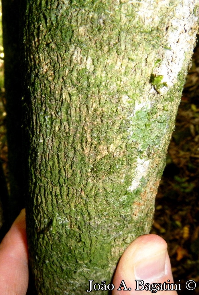 Hennecartia omphalandra