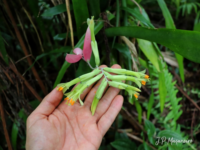 Billbergia distachya