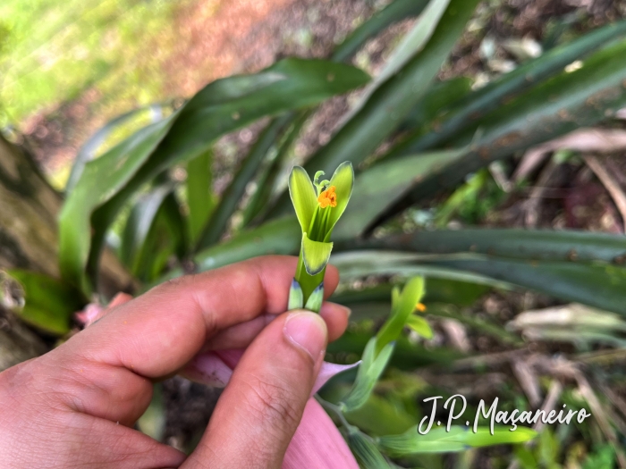 Billbergia distachya