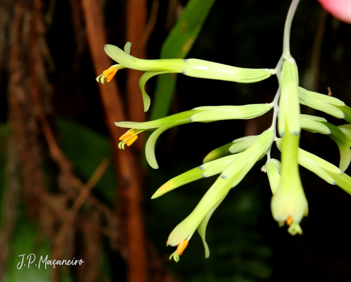 Billbergia distachya