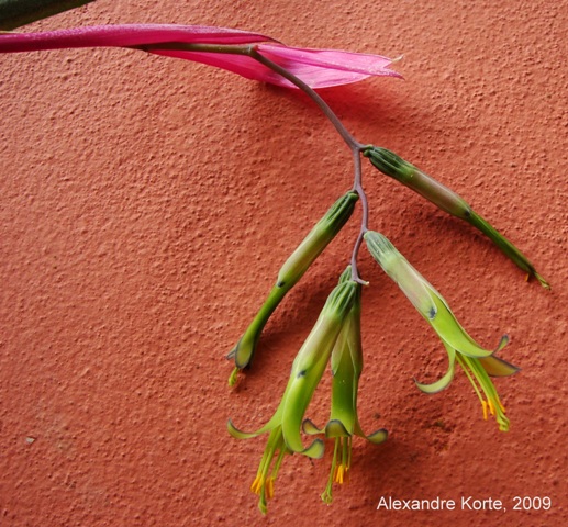 Billbergia distachya