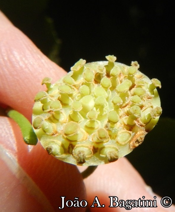 Hennecartia omphalandra