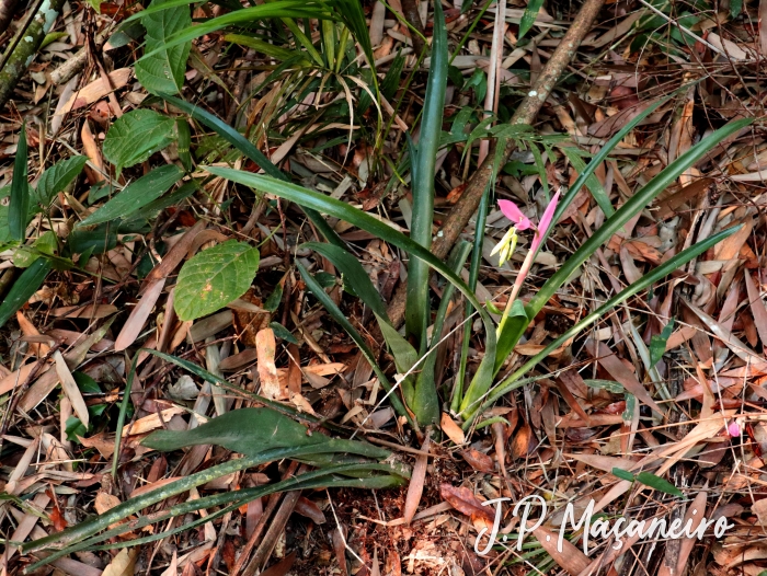 Billbergia distachya