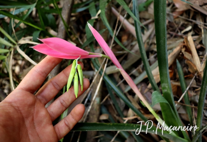 Billbergia distachya