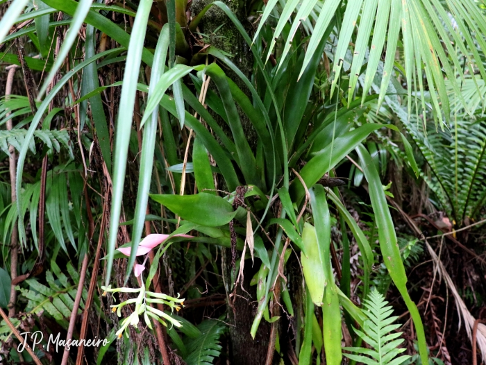 Billbergia distachya