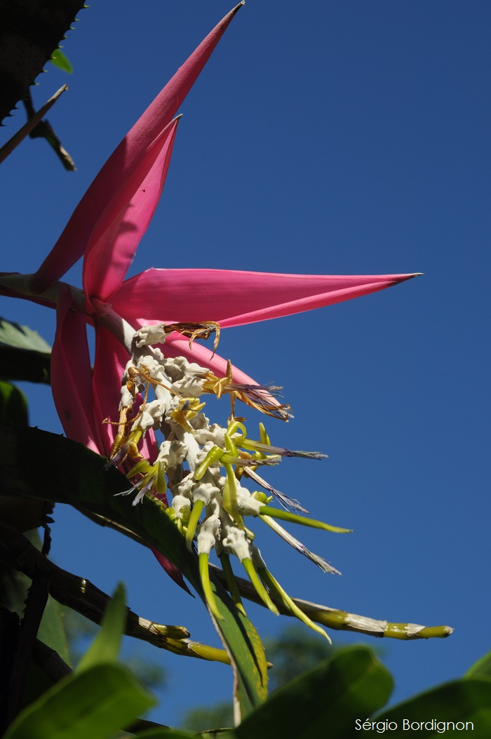 Billbergia zebrina