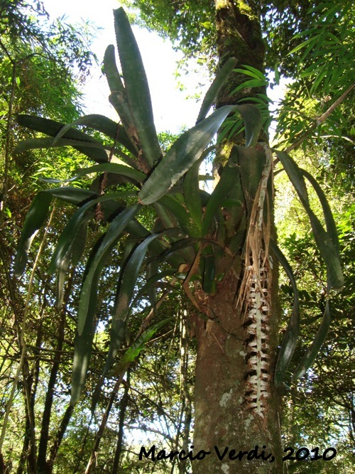 Billbergia zebrina