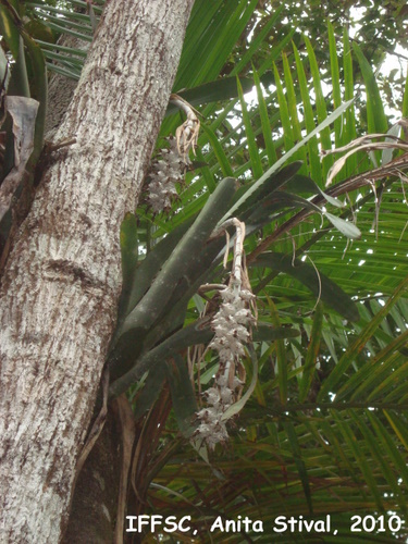 Billbergia zebrina