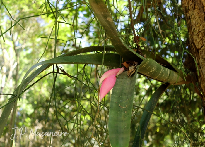 Billbergia zebrina