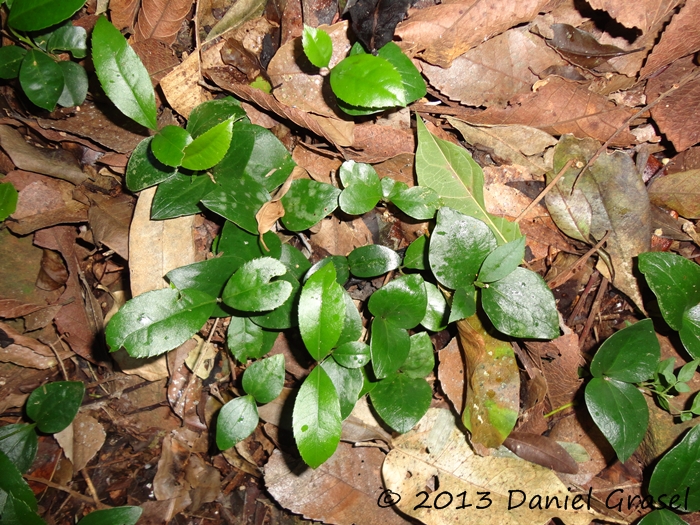 Hennecartia omphalandra