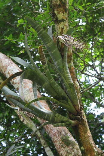 Billbergia zebrina