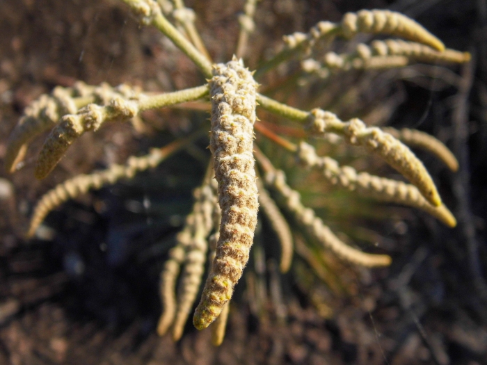 Dyckia alba