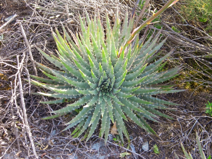 Dyckia alba