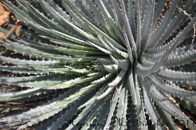 Dyckia alba