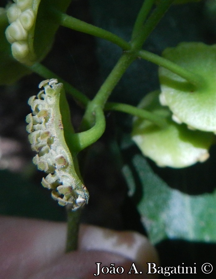 Hennecartia omphalandra