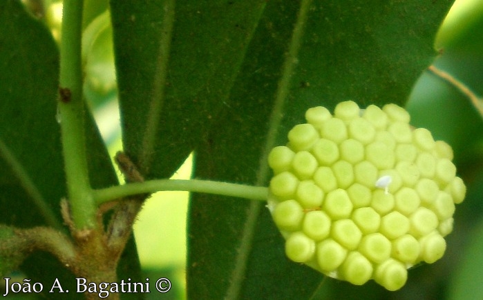 Hennecartia omphalandra