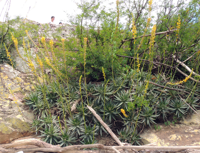 Dyckia brevifolia