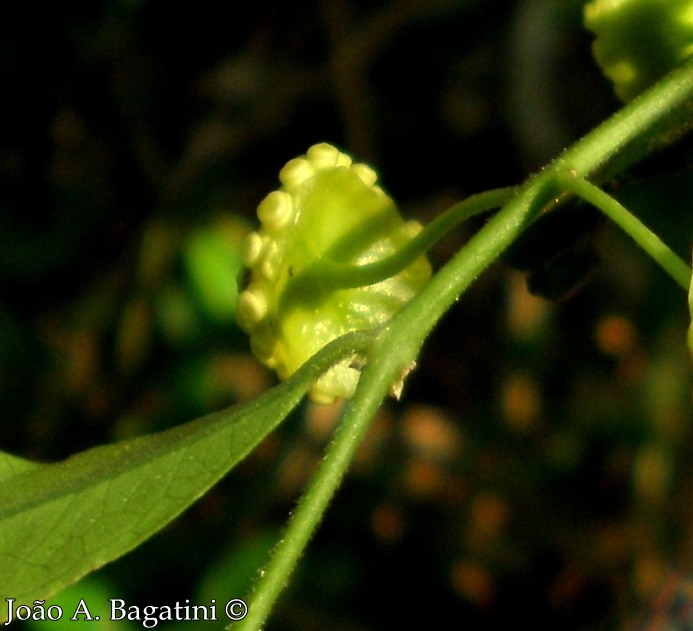 Hennecartia omphalandra