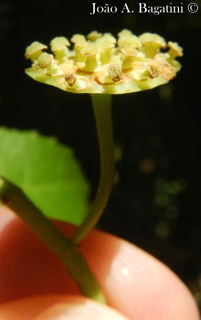 Hennecartia omphalandra