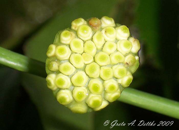 Hennecartia omphalandra