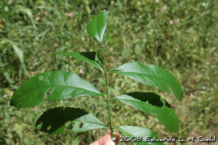 Hennecartia omphalandra