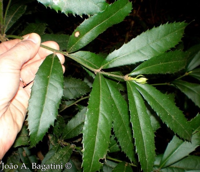 Hennecartia omphalandra