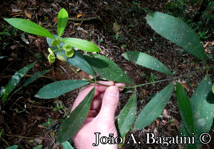 Hennecartia omphalandra