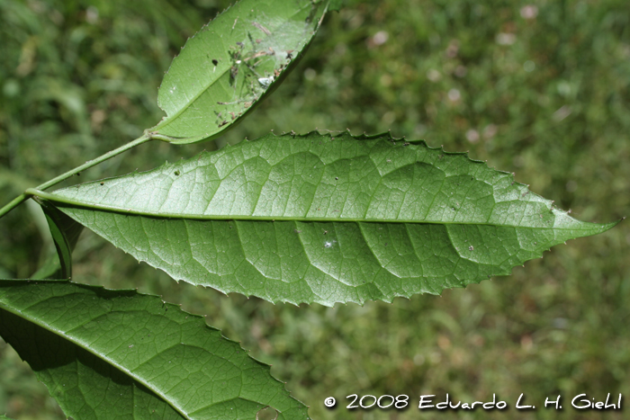 Hennecartia omphalandra