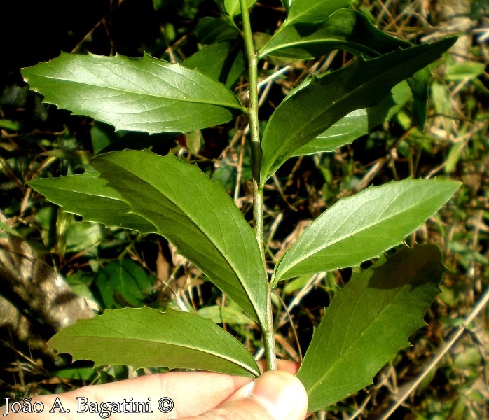 Quillaja brasiliensis