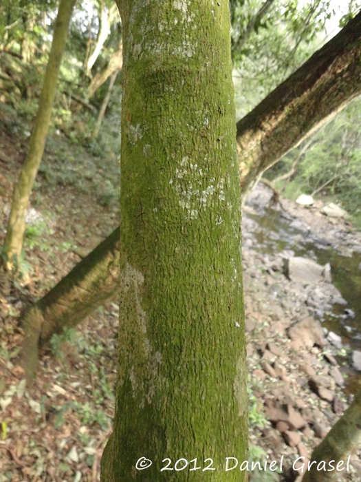 Hennecartia omphalandra