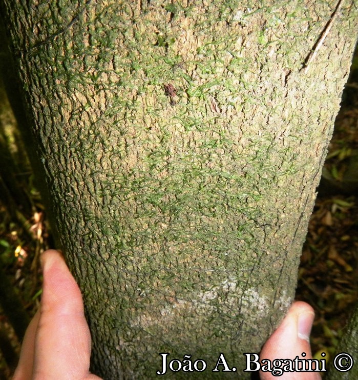 Hennecartia omphalandra