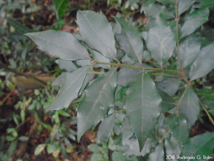 Hennecartia omphalandra