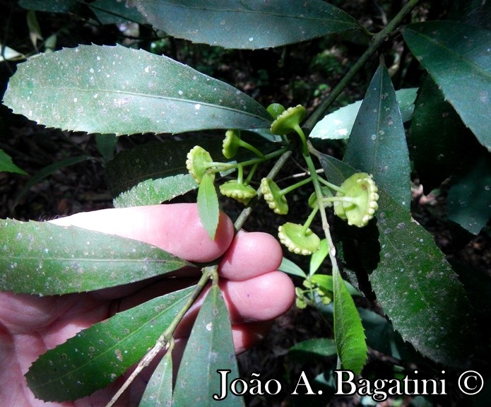 Hennecartia omphalandra