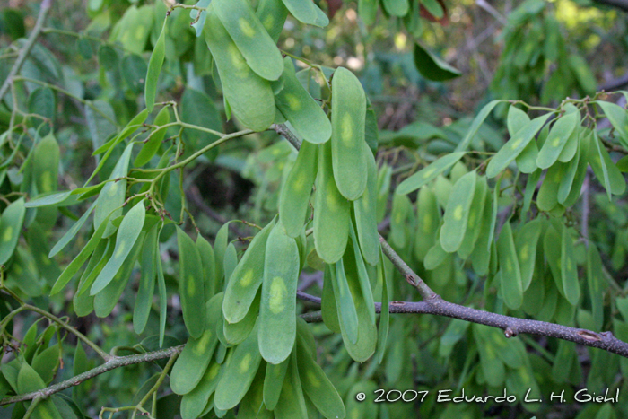 Dalbergia frutescens