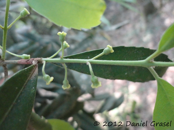 Hennecartia omphalandra