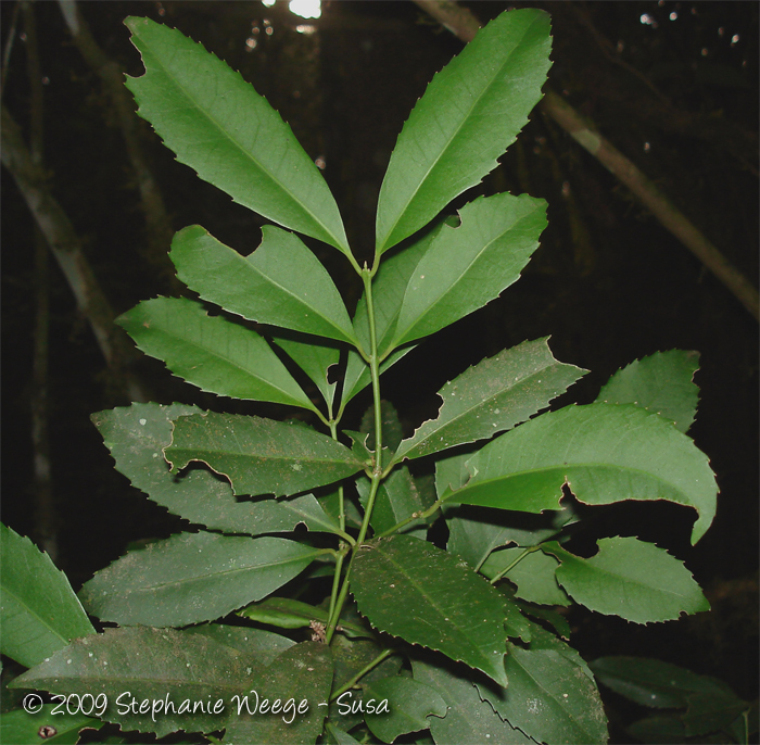 Hennecartia omphalandra