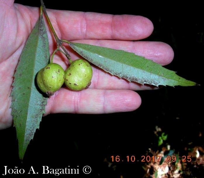 Hennecartia omphalandra