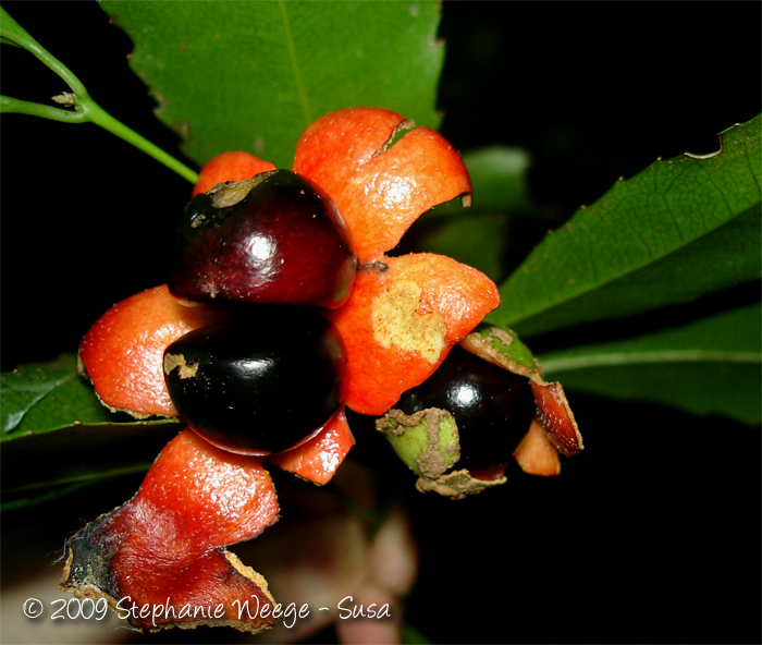 Hennecartia omphalandra