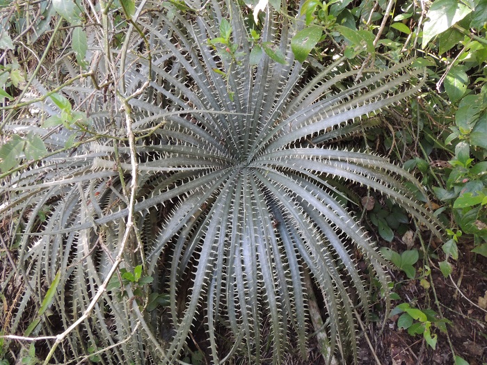 Dyckia delicata