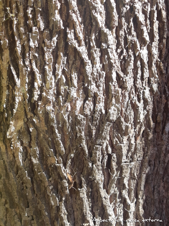 Handroanthus albus