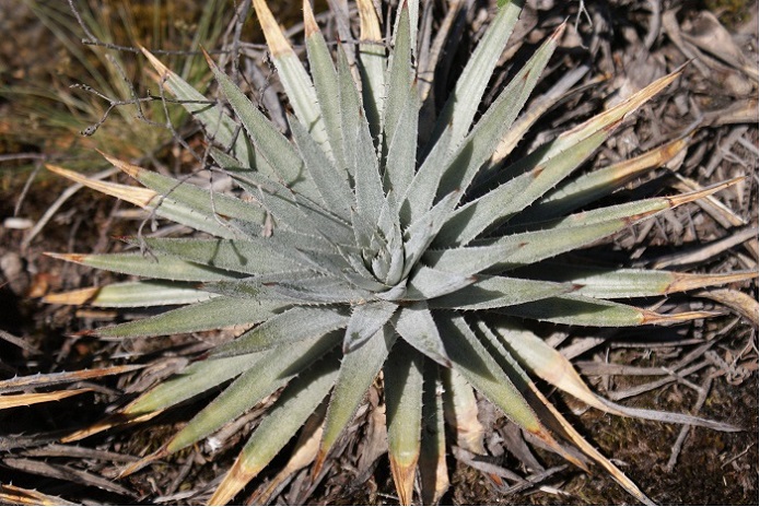 Dyckia hebdingii