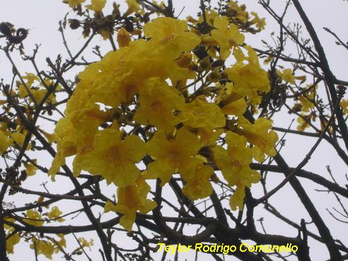 Handroanthus albus