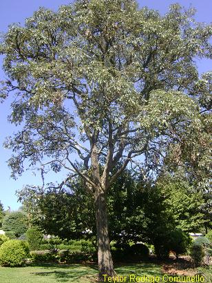 Handroanthus albus