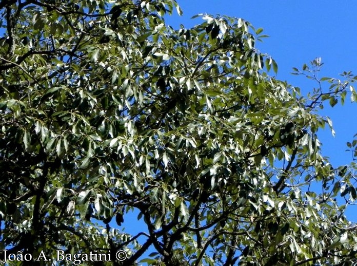 Handroanthus albus