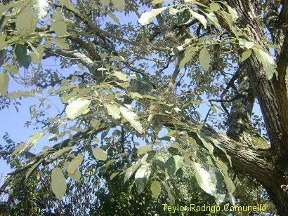 Handroanthus albus