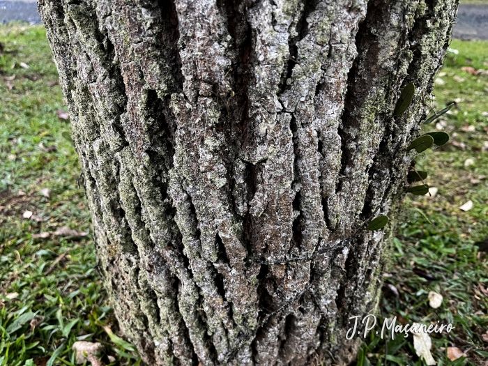 Handroanthus albus