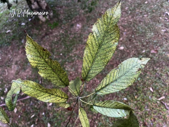 Handroanthus albus
