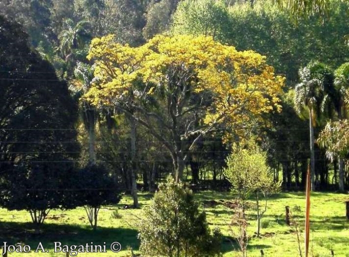 Handroanthus albus