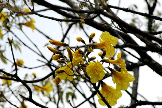 Handroanthus albus