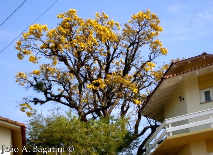 Handroanthus albus